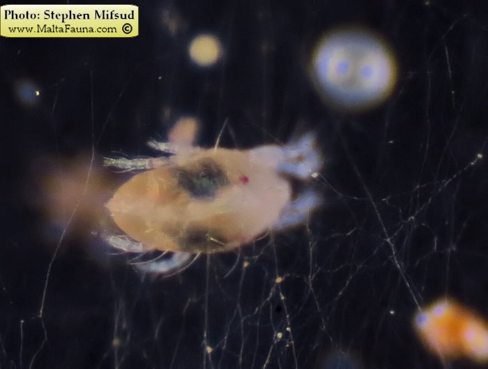 Tetranychus urticae (Two-spotted spider mite). This page is part of www.MaltaWildPlants.com website by Stephen Mifsud, Malta