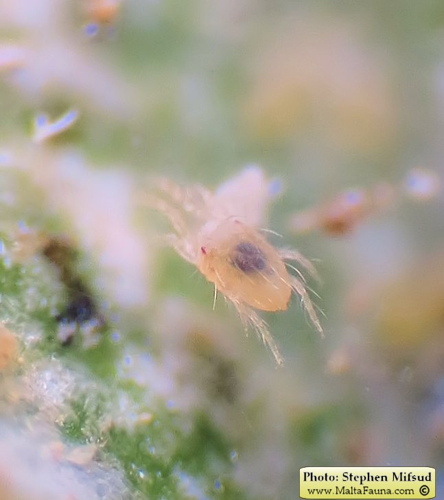 Tetranychus urticae (Two-spotted spider mite). This page is part of www.MaltaWildPlants.com website by Stephen Mifsud, Malta