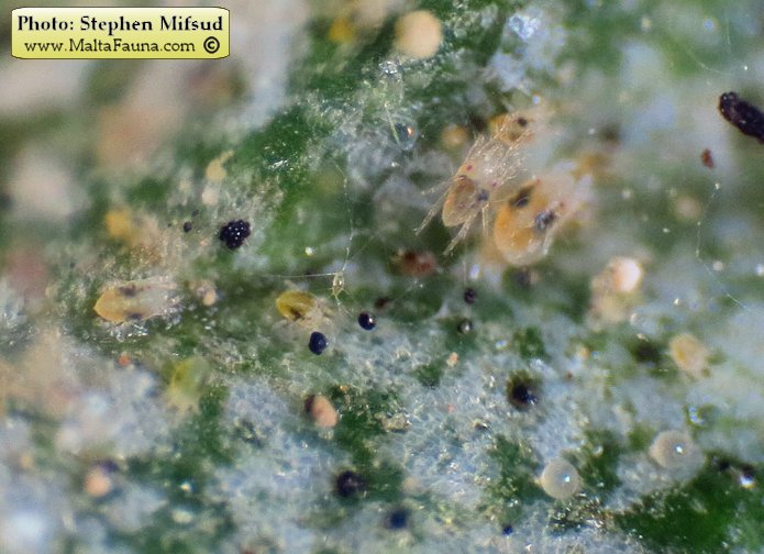 Tetranychus urticae (Two-spotted spider mite). This page is part of www.MaltaWildPlants.com website by Stephen Mifsud, Malta