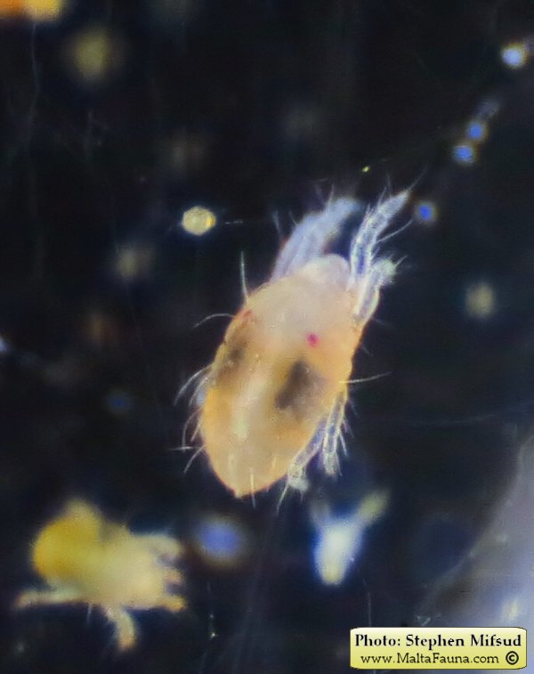 Tetranychus urticae (Two-spotted spider mite). This page is part of www.MaltaWildPlants.com website by Stephen Mifsud, Malta
