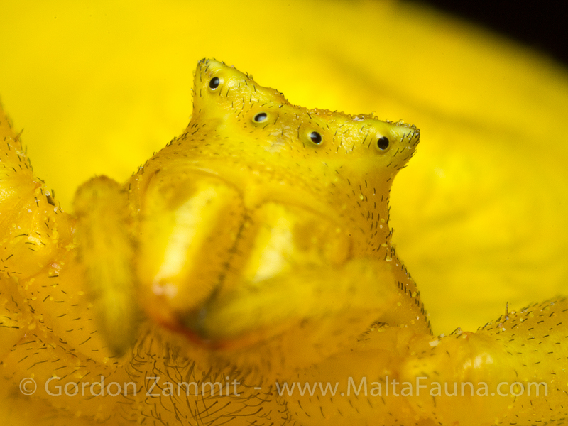 Thomisus onustus (Humped Crab Spider). This page is part of www.MaltaWildPlants.com website by Stephen Mifsud, Malta