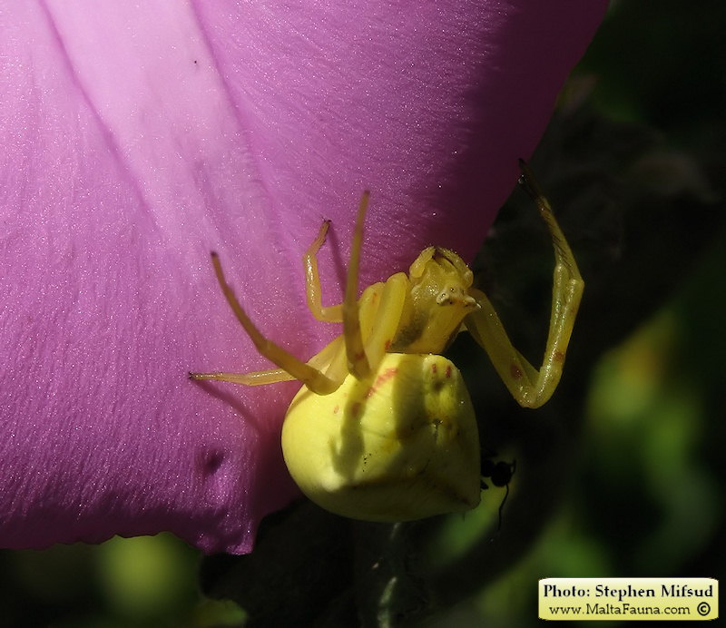 Thomisus onustus (Humped Crab Spider). This page is part of www.MaltaWildPlants.com website by Stephen Mifsud, Malta