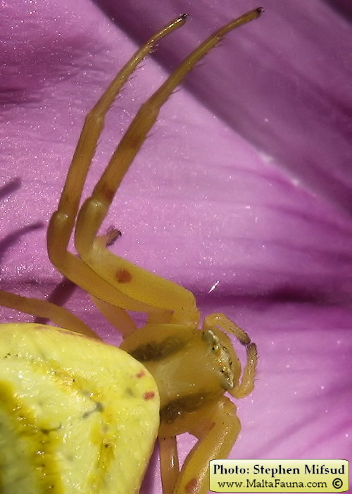 Thomisus onustus (Humped Crab Spider). This page is part of www.MaltaWildPlants.com website by Stephen Mifsud, Malta