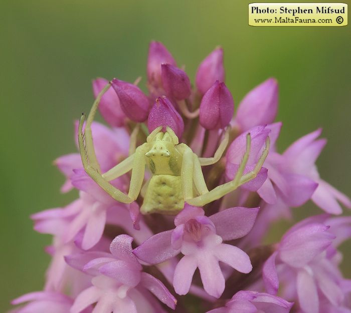 Thomisus onustus (Humped Crab Spider). This page is part of www.MaltaWildPlants.com website by Stephen Mifsud, Malta