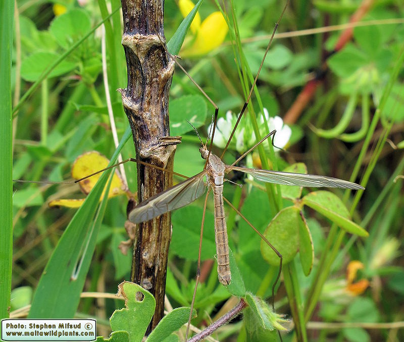 Tipula oleracea (Marsh Crane Fly). This page is part of www.MaltaWildPlants.com website by Stephen Mifsud, Malta