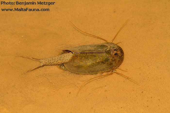 Triops cancriformis (Tadpole shrimp). This page is part of www.MaltaWildPlants.com website by Stephen Mifsud, Malta