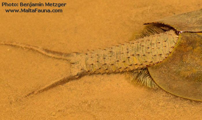 Triops cancriformis (Tadpole shrimp). This page is part of www.MaltaWildPlants.com website by Stephen Mifsud, Malta