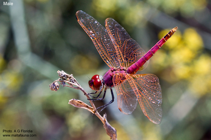 Trithemis annulata (Violet dropwing). This page is part of www.MaltaWildPlants.com website by Stephen Mifsud, Malta