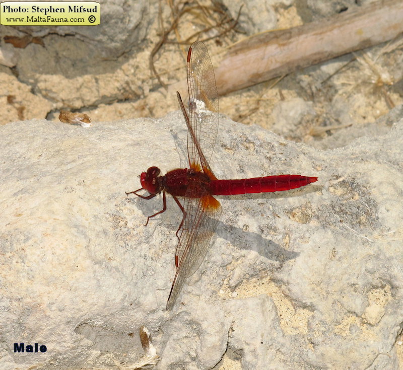 Trithemis annulata (Violet dropwing). This page is part of www.MaltaWildPlants.com website by Stephen Mifsud, Malta