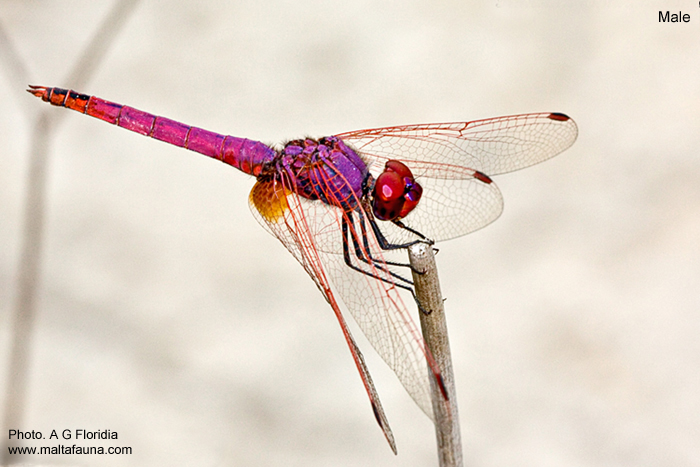 Trithemis annulata (Violet dropwing). This page is part of www.MaltaWildPlants.com website by Stephen Mifsud, Malta