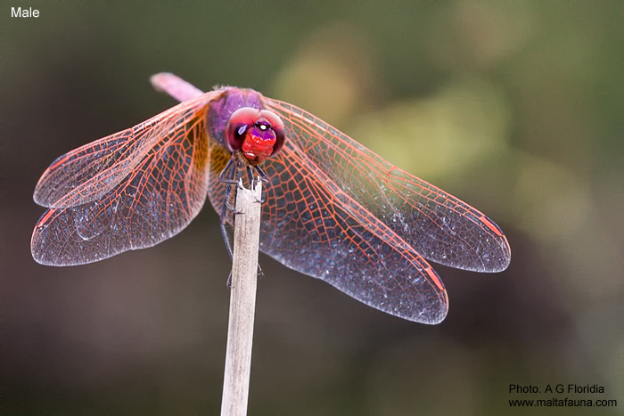 Trithemis annulata (Violet dropwing). This page is part of www.MaltaWildPlants.com website by Stephen Mifsud, Malta