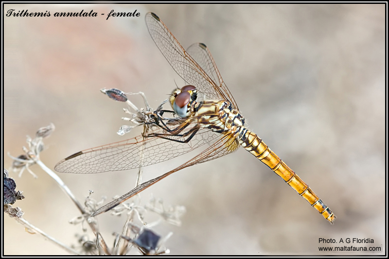 Trithemis annulata (Violet dropwing). This page is part of www.MaltaWildPlants.com website by Stephen Mifsud, Malta