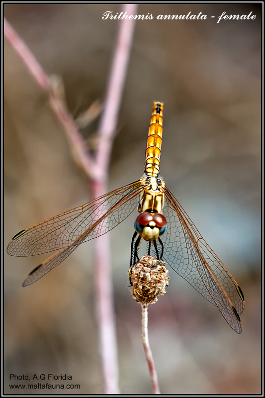 Trithemis annulata (Violet dropwing). This page is part of www.MaltaWildPlants.com website by Stephen Mifsud, Malta