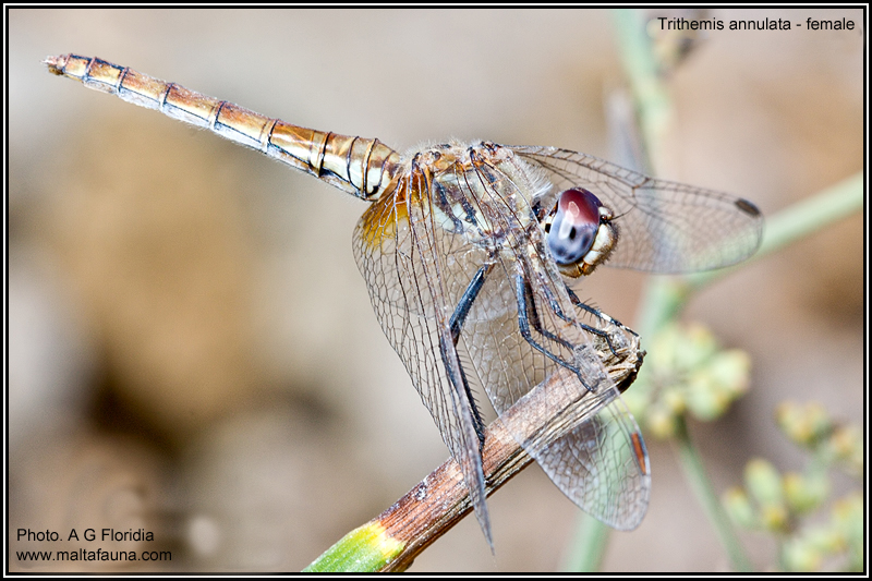 Trithemis annulata (Violet dropwing). This page is part of www.MaltaWildPlants.com website by Stephen Mifsud, Malta