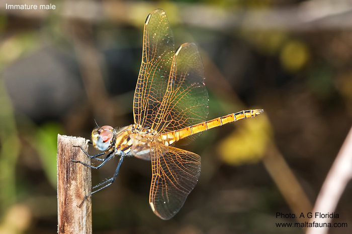 Trithemis annulata (Violet dropwing). This page is part of www.MaltaWildPlants.com website by Stephen Mifsud, Malta