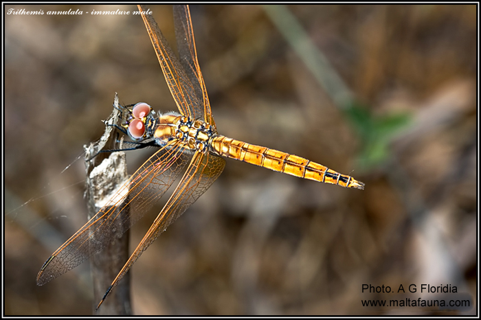 Trithemis annulata (Violet dropwing). This page is part of www.MaltaWildPlants.com website by Stephen Mifsud, Malta