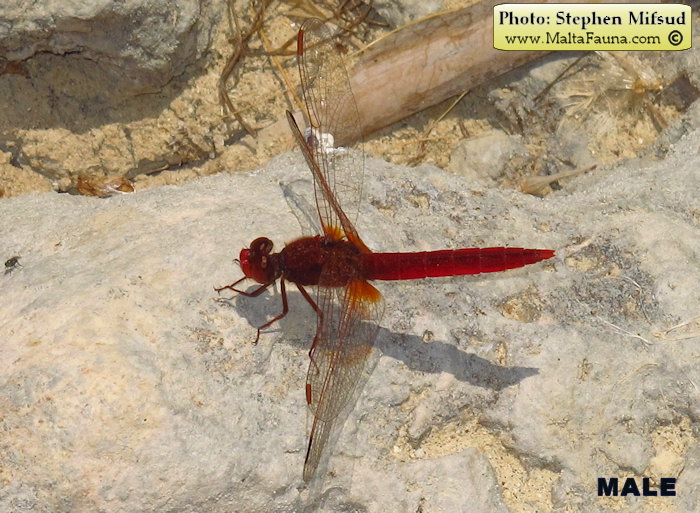 Trithemis annulata (Violet dropwing). This page is part of www.MaltaWildPlants.com website by Stephen Mifsud, Malta