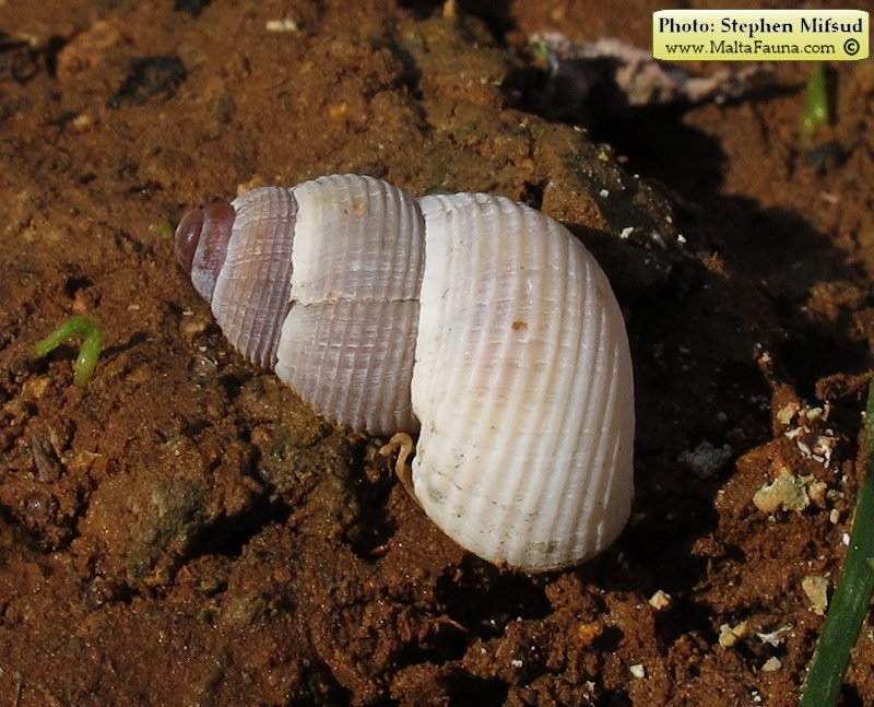 Tudorella sulcata (English name not known). This page is part of www.MaltaWildPlants.com website by Stephen Mifsud, Malta
