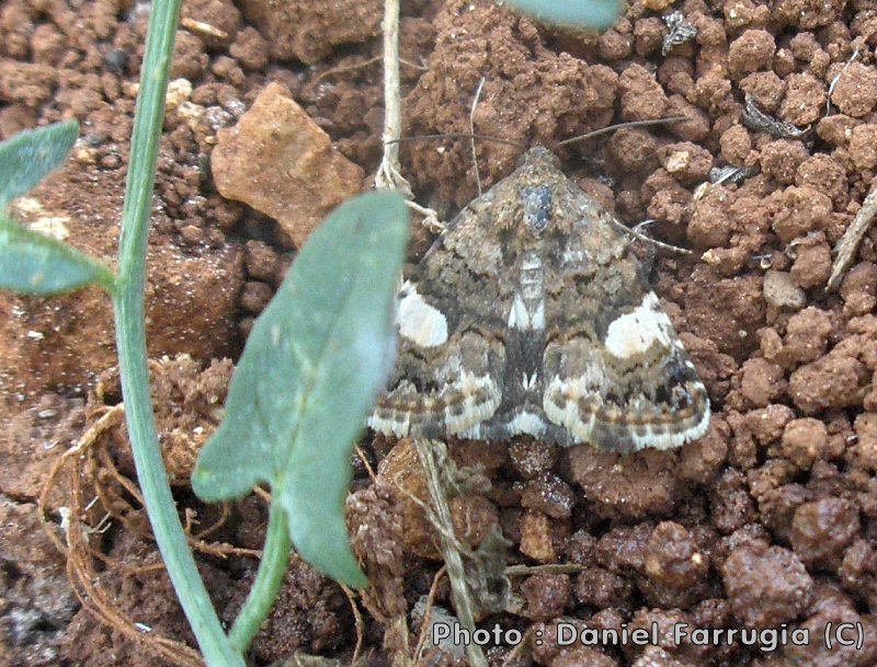 Tyta luctuosa (Four-spotted Moth). This page is part of www.MaltaWildPlants.com website by Stephen Mifsud, Malta