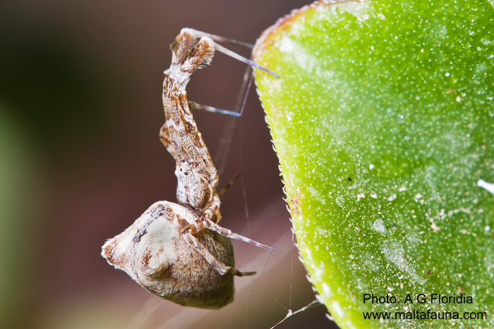 Uloborus plumipes (Feather-Legged Lace Weaver). This page is part of www.MaltaWildPlants.com website by Stephen Mifsud, Malta
