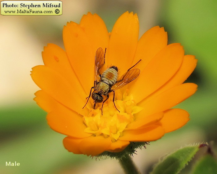 Usia versicolor (Red-Backed Bee-fly). This page is part of www.MaltaWildPlants.com website by Stephen Mifsud, Malta