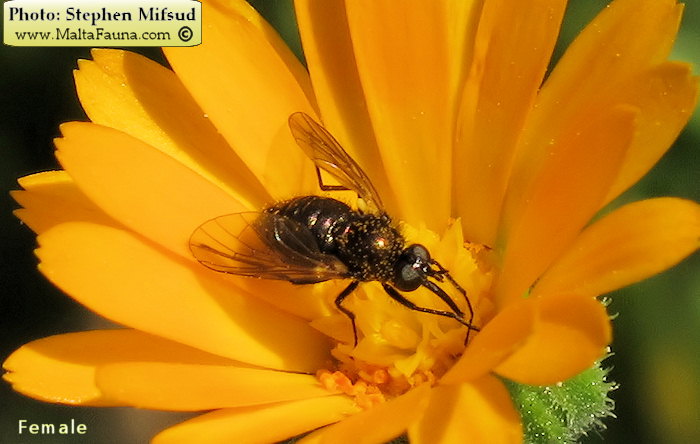 Usia versicolor (Red-Backed Bee-fly). This page is part of www.MaltaWildPlants.com website by Stephen Mifsud, Malta
