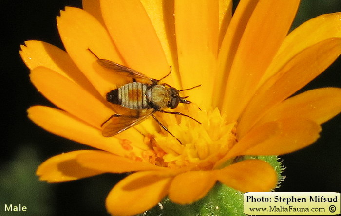 Usia versicolor (Red-Backed Bee-fly). This page is part of www.MaltaWildPlants.com website by Stephen Mifsud, Malta