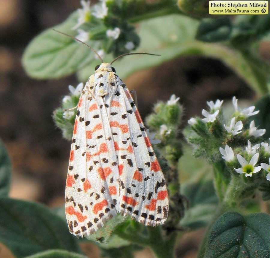 Utetheisa pulchella (Crimson-speckled Moth). This page is part of www.MaltaWildPlants.com website by Stephen Mifsud, Malta