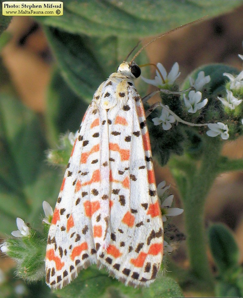 Utetheisa pulchella (Crimson-speckled Moth). This page is part of www.MaltaWildPlants.com website by Stephen Mifsud, Malta