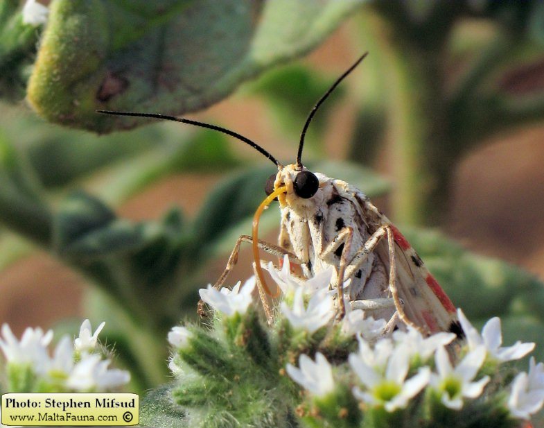 Utetheisa pulchella (Crimson-speckled Moth). This page is part of www.MaltaWildPlants.com website by Stephen Mifsud, Malta