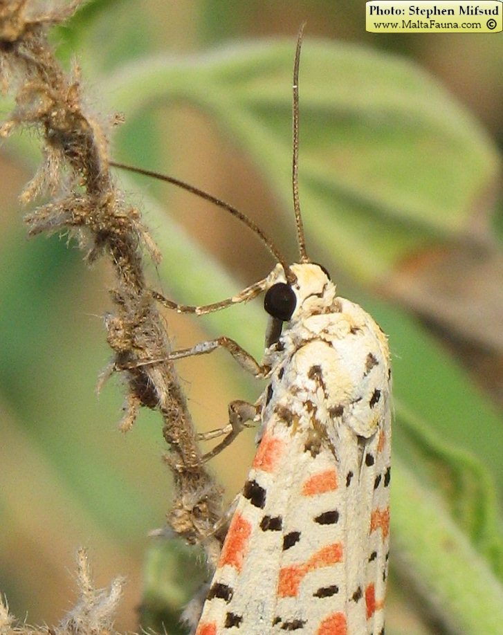 Utetheisa pulchella (Crimson-speckled Moth). This page is part of www.MaltaWildPlants.com website by Stephen Mifsud, Malta