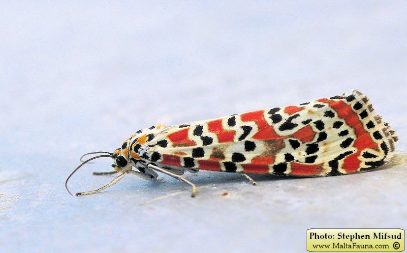 Utetheisa pulchella (Crimson-speckled Moth). This page is part of www.MaltaWildPlants.com website by Stephen Mifsud, Malta