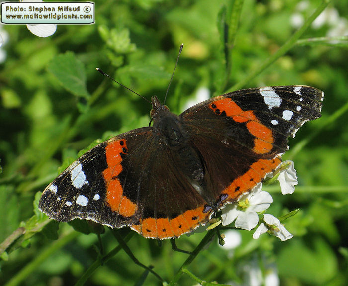 Vanessa atalanta (Red Admiral). This page is part of www.MaltaWildPlants.com website by Stephen Mifsud, Malta