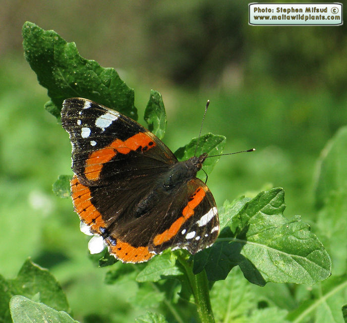 Vanessa atalanta (Red Admiral). This page is part of www.MaltaWildPlants.com website by Stephen Mifsud, Malta