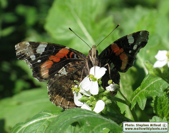 Vanessa atalanta (Red Admiral). This page is part of www.MaltaWildPlants.com website by Stephen Mifsud, Malta