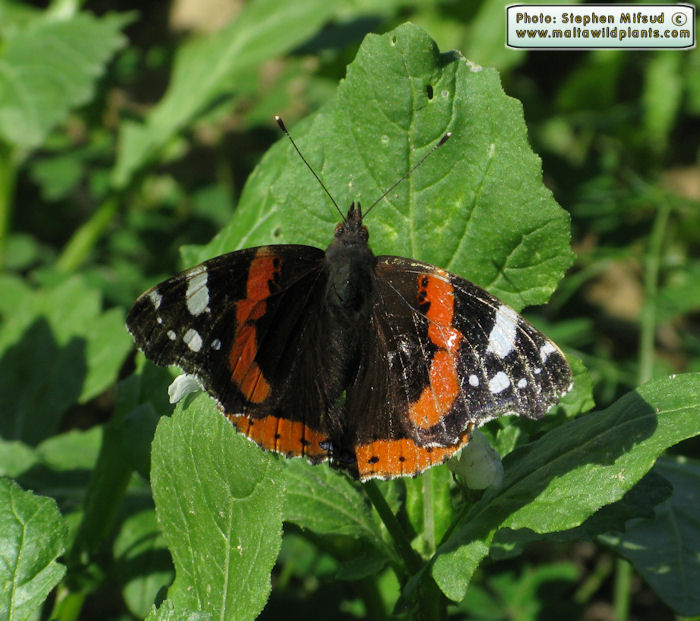 Vanessa atalanta (Red Admiral). This page is part of www.MaltaWildPlants.com website by Stephen Mifsud, Malta