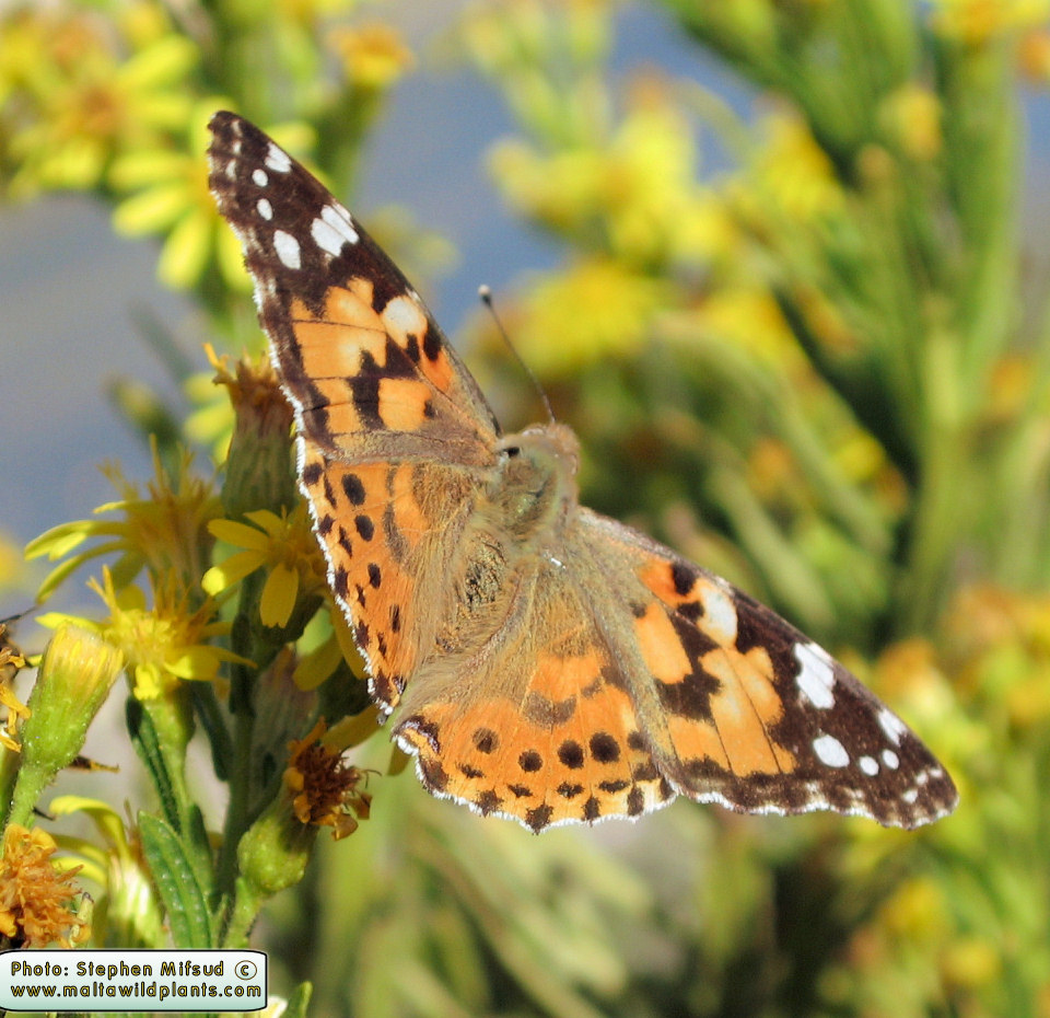 Vanessa cardui (Painted Lady). This page is part of www.MaltaWildPlants.com website by Stephen Mifsud, Malta