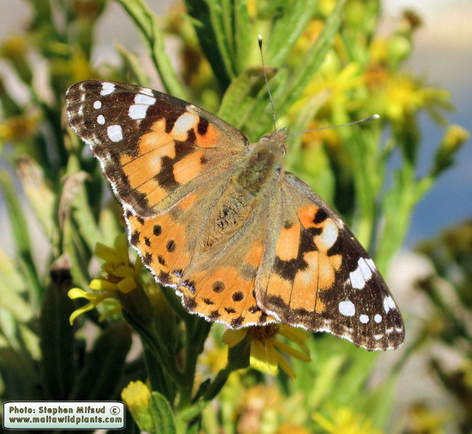 Vanessa cardui (Painted Lady). This page is part of www.MaltaWildPlants.com website by Stephen Mifsud, Malta