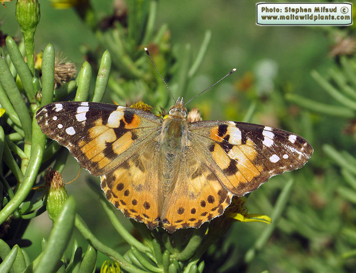 Vanessa cardui (Painted Lady). This page is part of www.MaltaWildPlants.com website by Stephen Mifsud, Malta