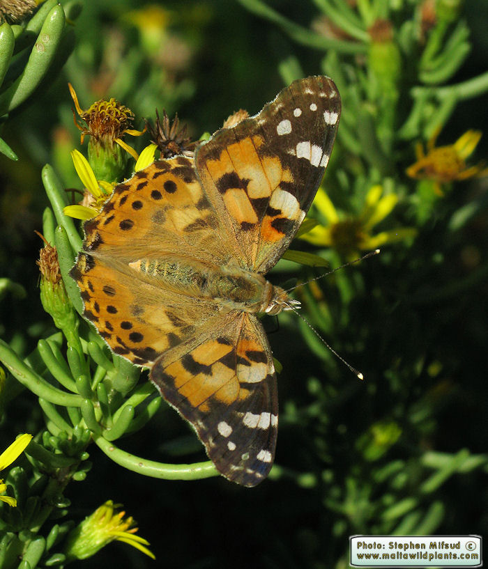 Vanessa cardui (Painted Lady). This page is part of www.MaltaWildPlants.com website by Stephen Mifsud, Malta