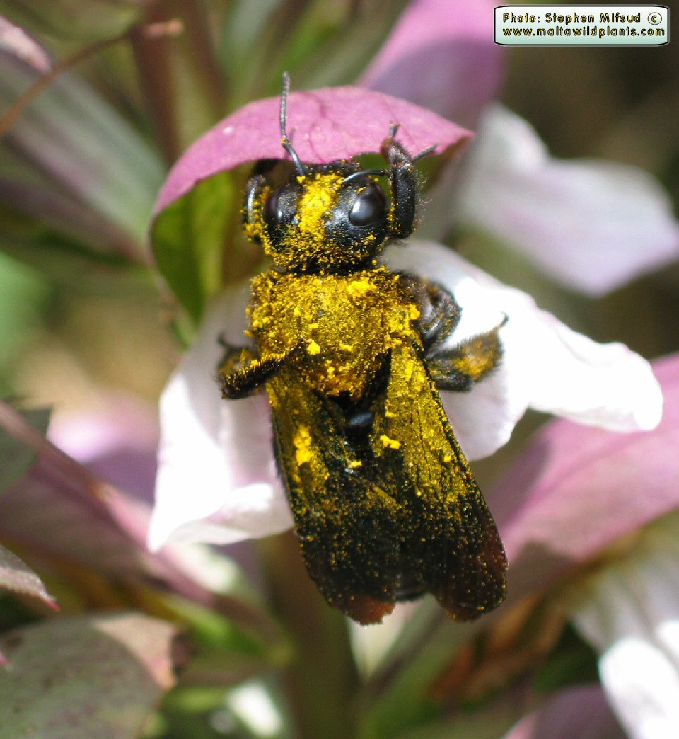 Xylocopa violacea (Large Carpenter Bee). This page is part of www.MaltaWildPlants.com website by Stephen Mifsud, Malta