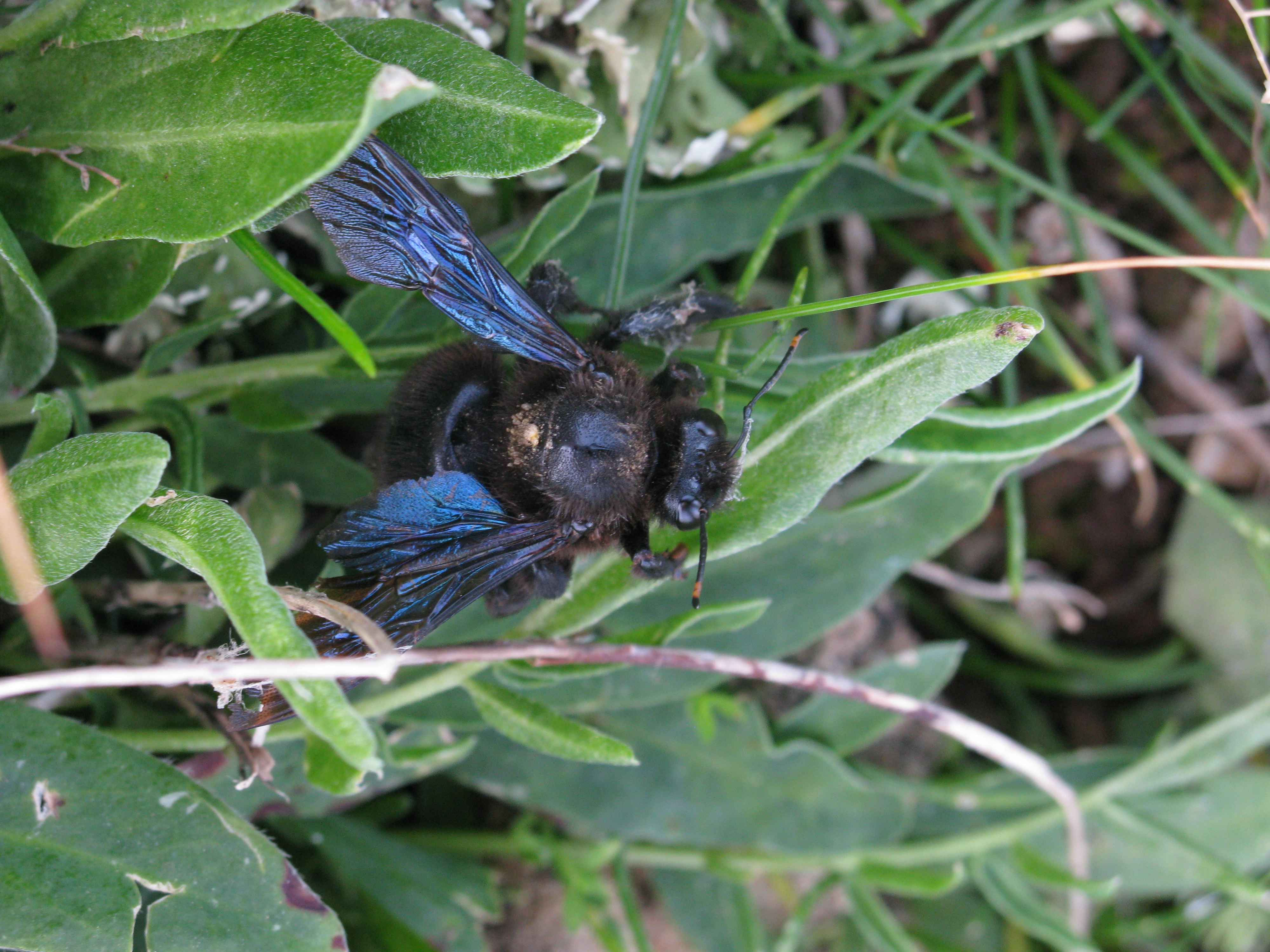 Xylocopa violacea (Large Carpenter Bee). This page is part of www.MaltaWildPlants.com website by Stephen Mifsud, Malta