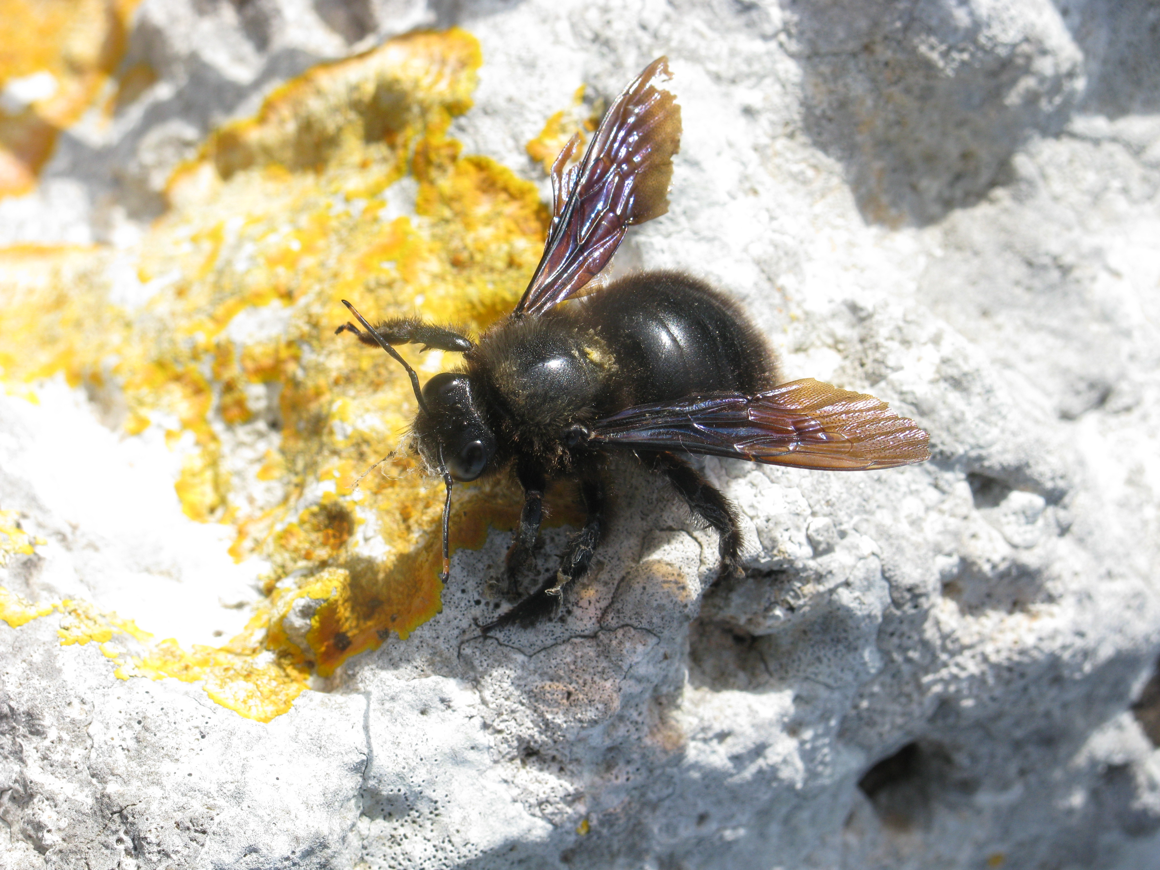 Xylocopa violacea (Large Carpenter Bee). This page is part of www.MaltaWildPlants.com website by Stephen Mifsud, Malta