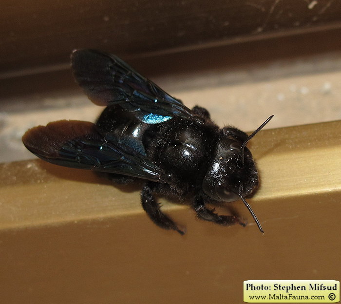 Xylocopa violacea (Large Carpenter Bee). This page is part of www.MaltaWildPlants.com website by Stephen Mifsud, Malta