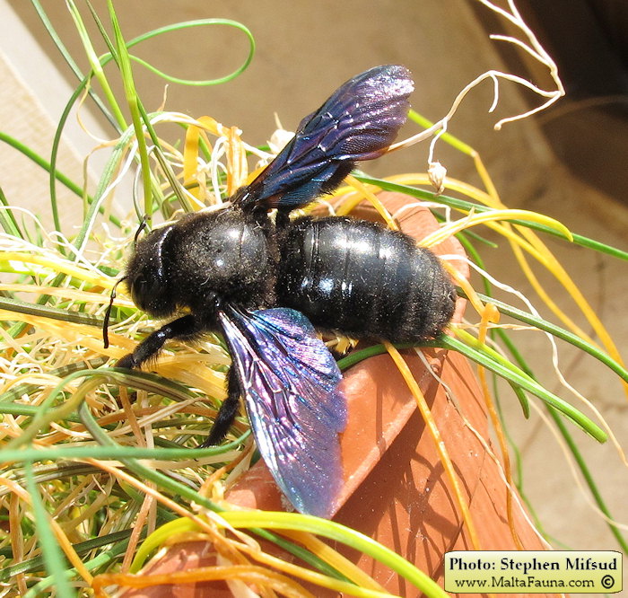 Xylocopa violacea (Large Carpenter Bee). This page is part of www.MaltaWildPlants.com website by Stephen Mifsud, Malta