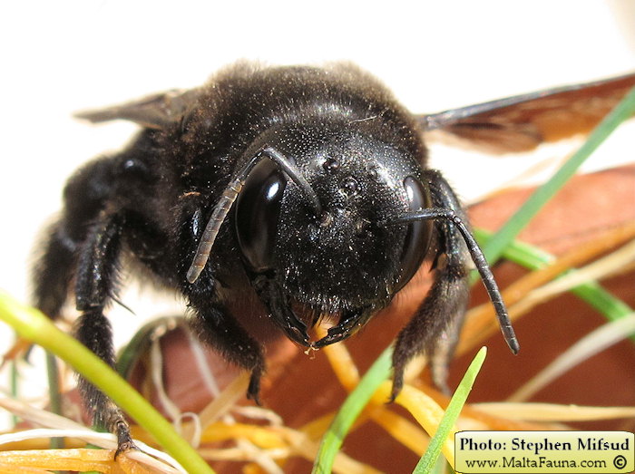 Xylocopa violacea (Large Carpenter Bee). This page is part of www.MaltaWildPlants.com website by Stephen Mifsud, Malta
