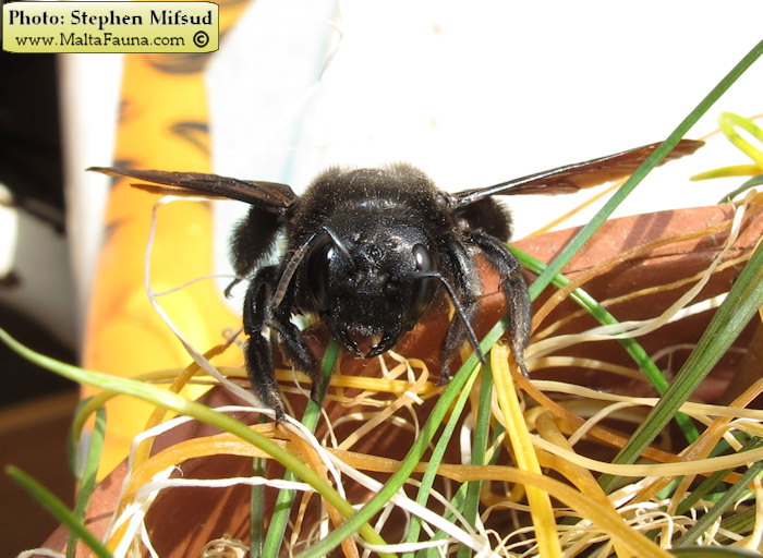 Xylocopa violacea (Large Carpenter Bee). This page is part of www.MaltaWildPlants.com website by Stephen Mifsud, Malta