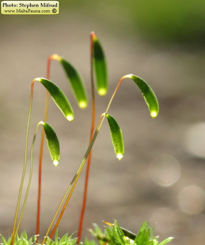 Bryum donianum (Don's Thread-moss). This page is part of www.MaltaWildPlants.com website by Stephen Mifsud, Malta