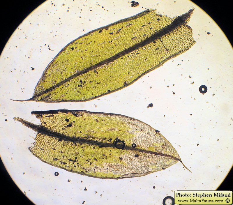 Bryum donianum (Don's Thread-moss). This page is part of www.MaltaWildPlants.com website by Stephen Mifsud, Malta