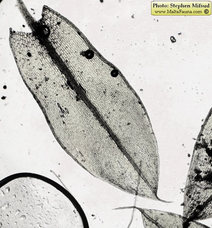 Bryum donianum (Don's Thread-moss). This page is part of www.MaltaWildPlants.com website by Stephen Mifsud, Malta